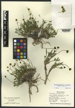 Thelesperma pubescens var. caespitosum image