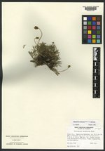 Thelesperma pubescens image
