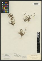 Allocarya jucunda image