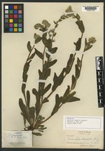 Amsinckia angulata image