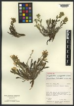 Oreocarya creutzfeldtii image