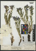 Mertensia oblongifolia var. amoena image