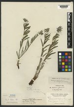 Mertensia lateriflora image