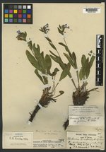 Mertensia oblongifolia var. nevadensis image
