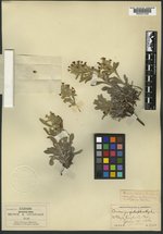 Oreocarya eulophus image