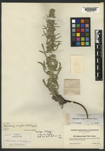 Oreocarya spicata image
