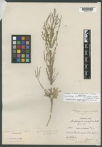Transberingia bursifolia image
