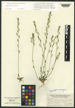 Draba yellowstonensis image