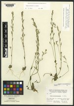 Draba yellowstonensis image