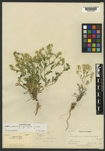 Lepidium montanum image