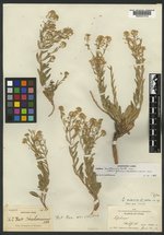 Lepidium zionis image