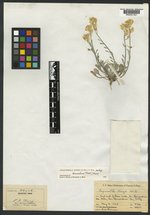 Physaria kingii subsp. bernardina image