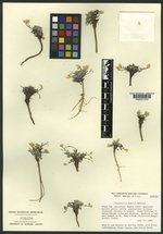 Physaria humilis image