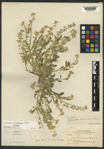 Physaria macrocarpa image