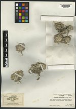 Physaria condensata image