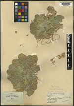 Physaria acutifolia image