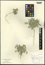Physaria dornii image