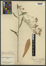 Thelypodium lilacinum image
