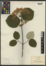 Viburnum microcarpum var. evanescens image