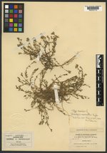 Alsinopsis macrantha image