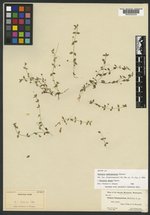 Stellaria washingtoniana image
