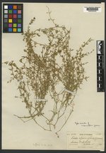 Spergularia sparsiflora image