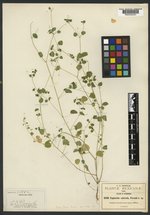 Euphorbia calcicola image