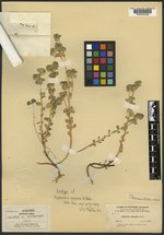 Euphorbia manca image