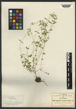 Euphorbia muscicola image