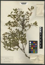 Euphorbia xylopoda image