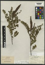 Amorpha arizonica image
