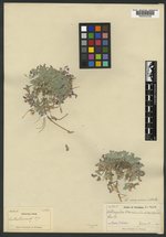 Astragalus brevicaulis image