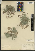 Astragalus brevicaulis image