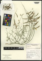 Astragalus convallarius var. margaretiae image