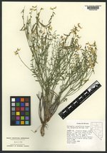 Astragalus convallarius var. margaretiae image