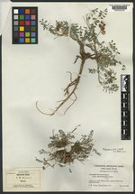 Astragalus kernensis subsp. charlestonensis image