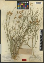 Astragalus linifolius image