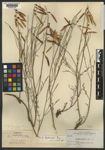Astragalus macer image