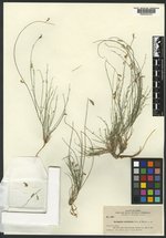 Astragalus owyheensis image