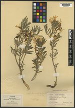Astragalus pectinatus var. platyphyllus image
