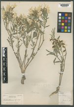 Astragalus pectinatus var. platyphyllus image