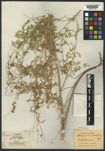 Astragalus scalaris var. quercetinus image
