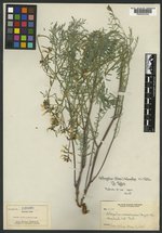 Astragalus schmollae image