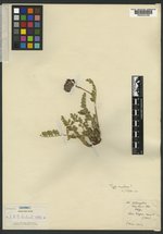 Astragalus simulans image