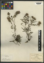 Astragalus tolucanus image