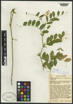 Lathyrus delnorticus image