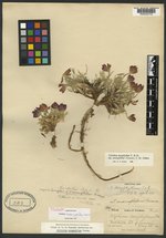 Trifolium anemophilum image