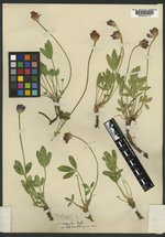 Trifolium inaequale image