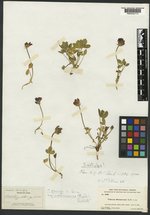 Trifolium montanense image