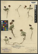 Trifolium multipedunculatum image